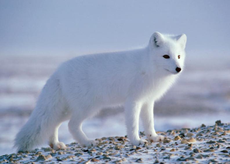 Cáo Tuyết – Thông Tin Đặc Điểm, Hành Vi, Sinh Thái & Bảo Tồn