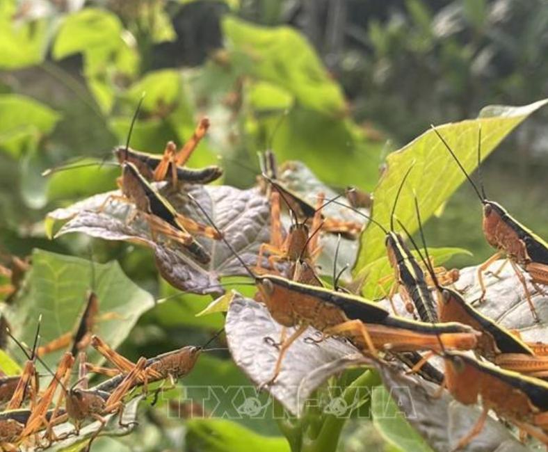 Châu Chấu Tre