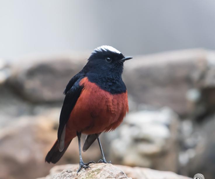 Chim Choắt Chân Đỏ