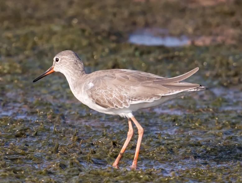 Chim Choắt Chân Đỏ