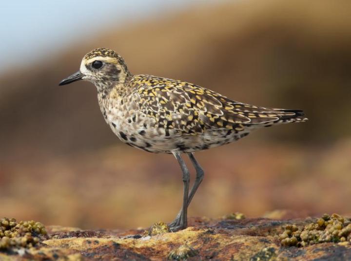 Chim Choi Choi Vàng