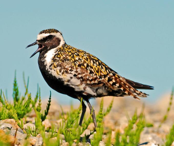 Chim Choi Choi Vàng