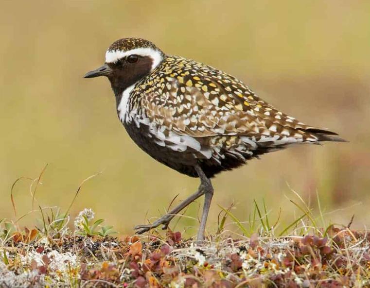 Chim Choi Choi Vàng