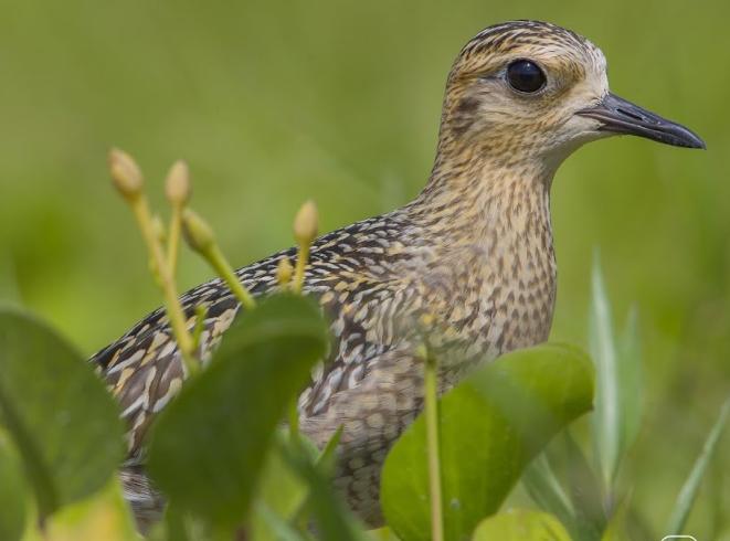 Chim Choi Choi Vàng