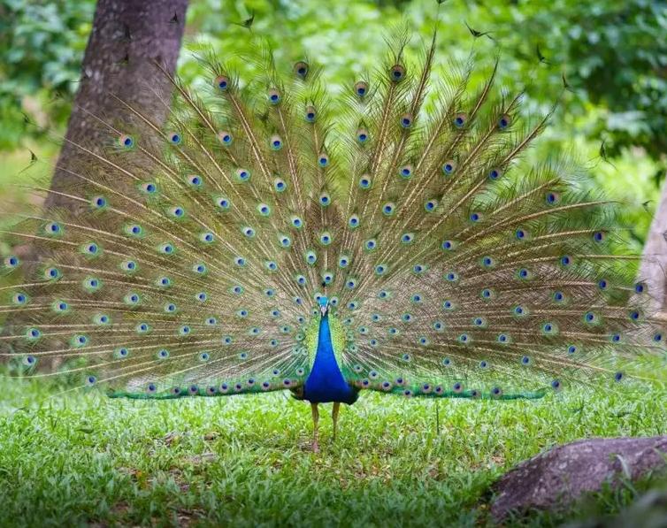 Chim Công – Loài Chim Cảnh Quý Gắn Với Biểu Tượng Quyền Lực