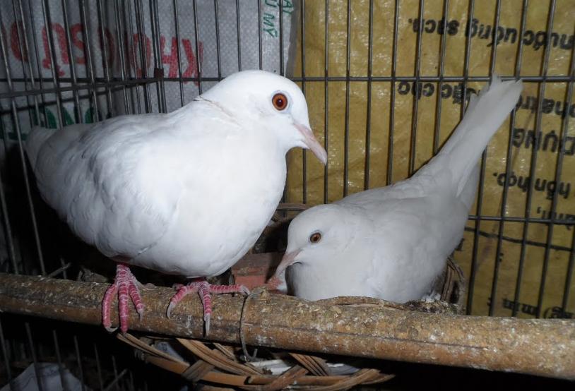 Chim Cu Pháp – Giống Chim Thịt Cao Sản Được Nuôi Phổ Biến Ở Châu Âu