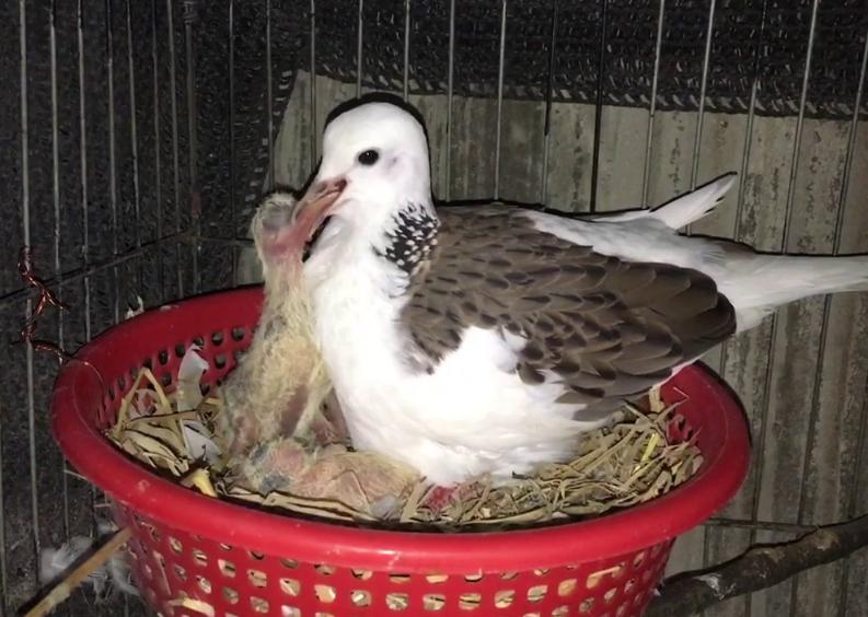 Chim Cu Thái – Giống Chim Nuôi Phổ Biến Trong Chăn Nuôi Gia Đình