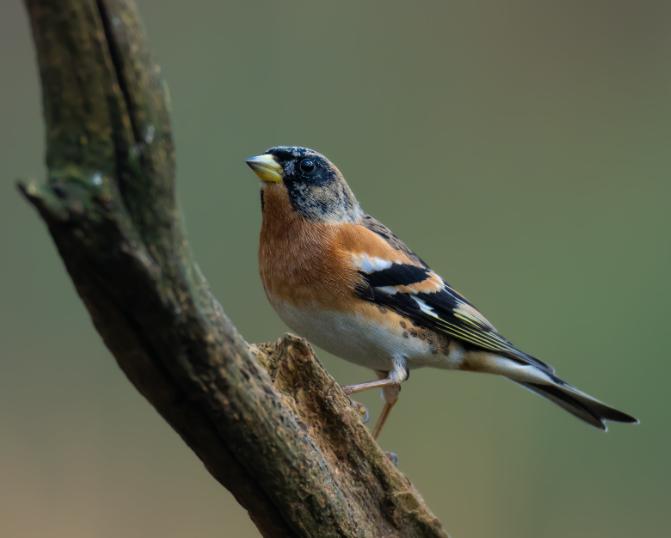 Chim Finch