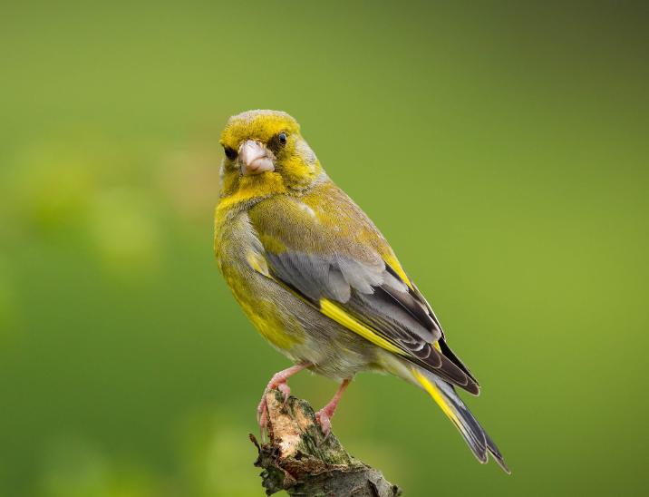 Chim Finch