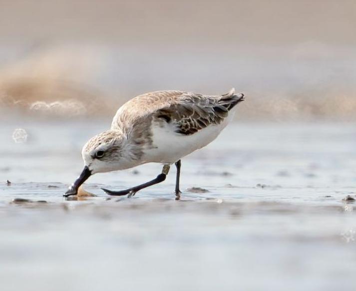 Chim Rẽ Mỏ Thìa