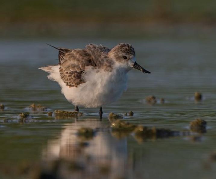 Chim Rẽ Mỏ Thìa