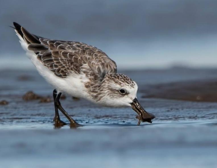 Chim Rẽ Mỏ Thìa