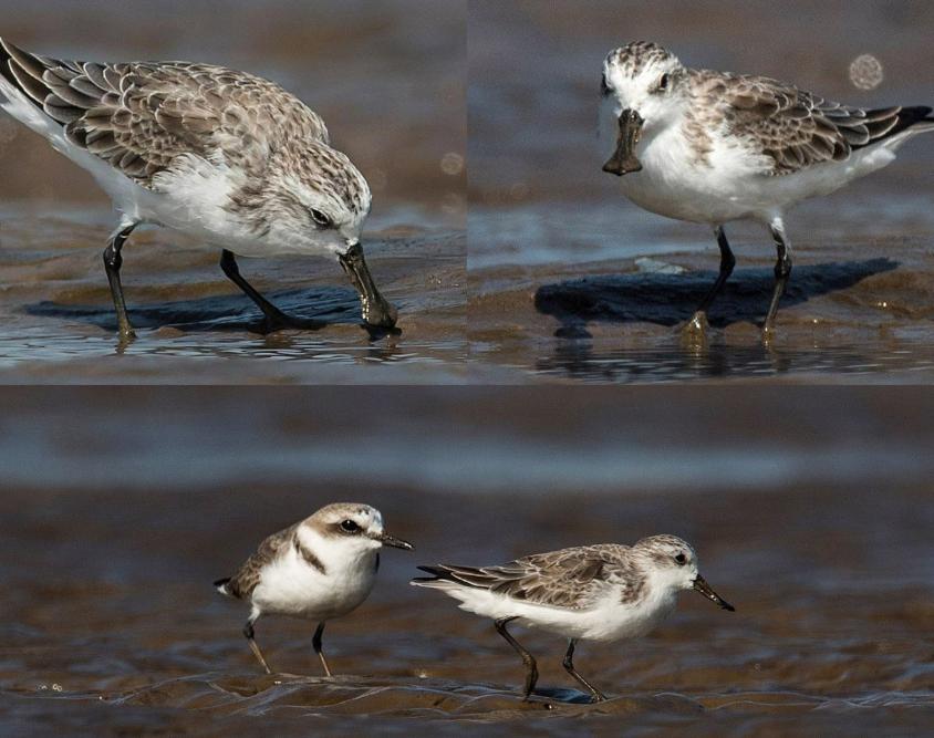 Chim Rẽ Mỏ Thìa