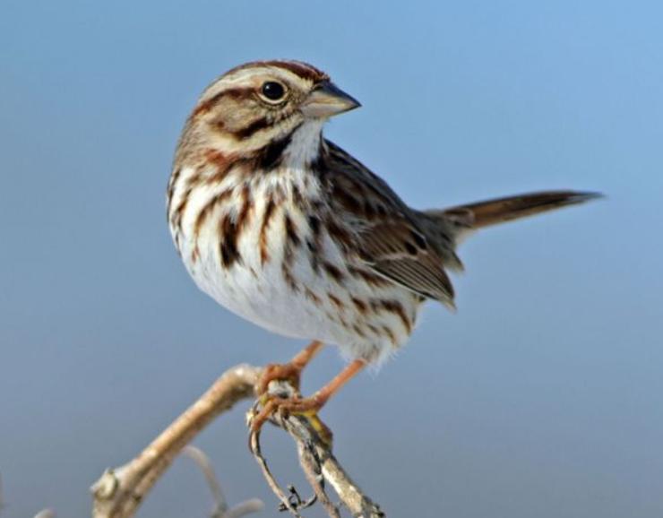 Chim Sẻ Nhật – Đặc Điểm Sinh Học, Tập Tính Và Cách Nuôi Chuẩn