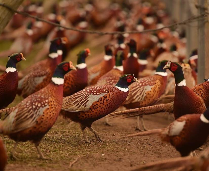 Chim Trĩ Hoang