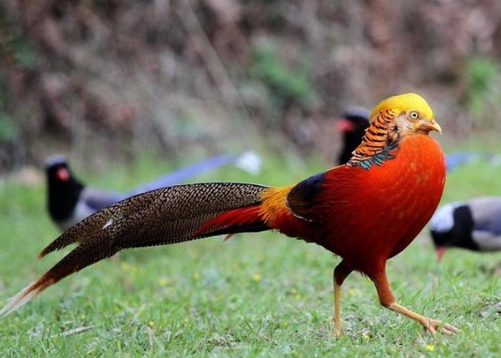 Chim Trĩ – Loài Gia Cầm Đặc Sản Có Giá Trị Sinh Học Và Kinh Tế Cao