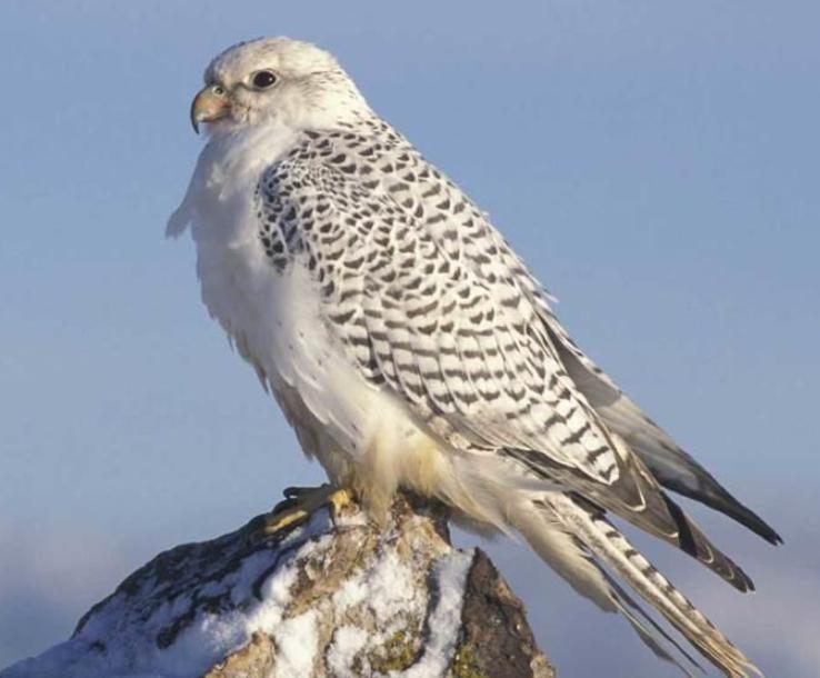 Chim Ưng Gyrfalcon