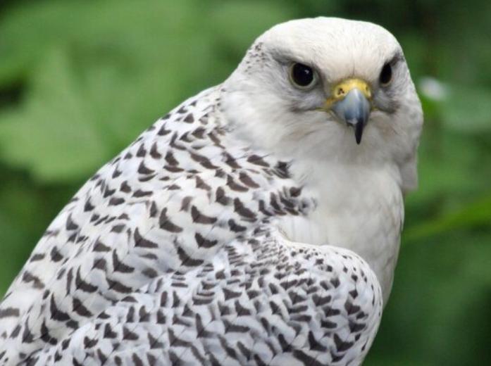Chim Ưng Gyrfalcon