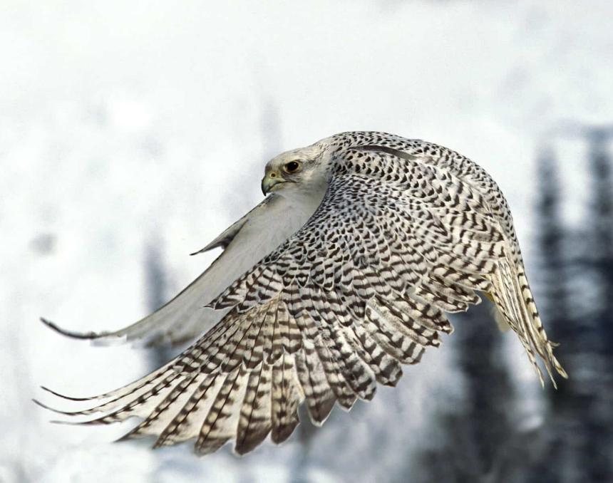 Chim Ưng Gyrfalcon