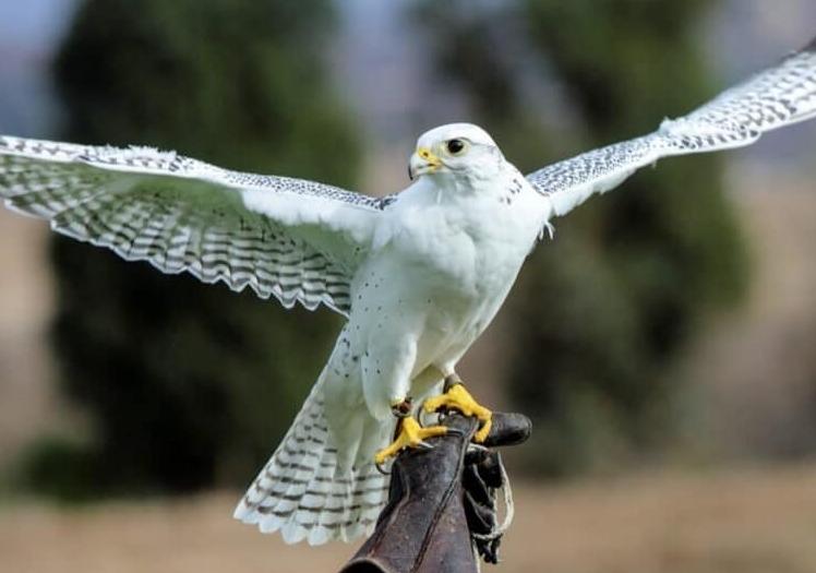 Chim Ưng Gyrfalcon