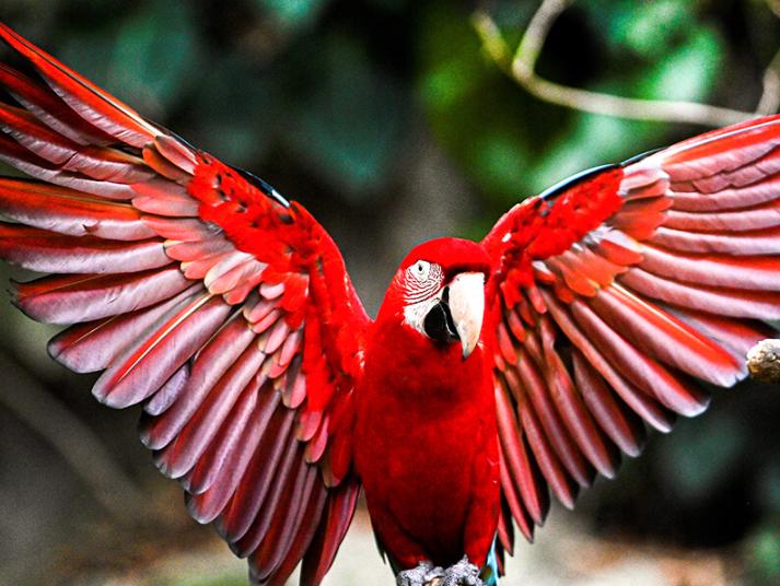 Chim Vẹt Macaw