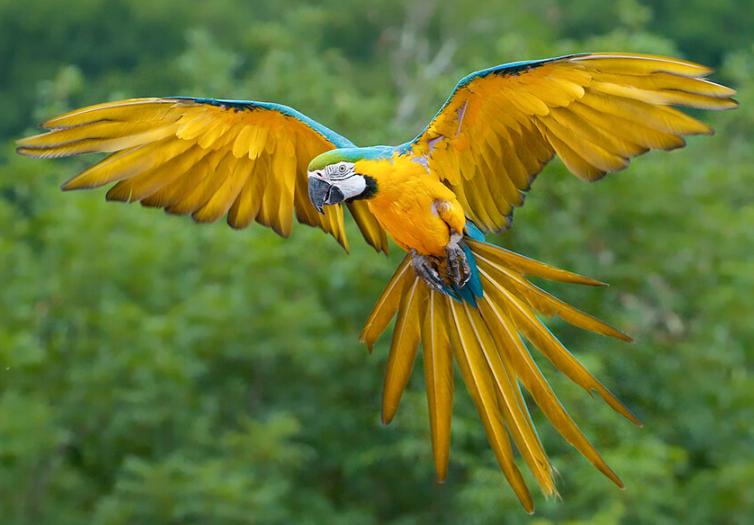 Chim Vẹt Macaw