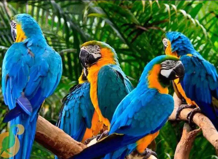 Chim Vẹt Macaw