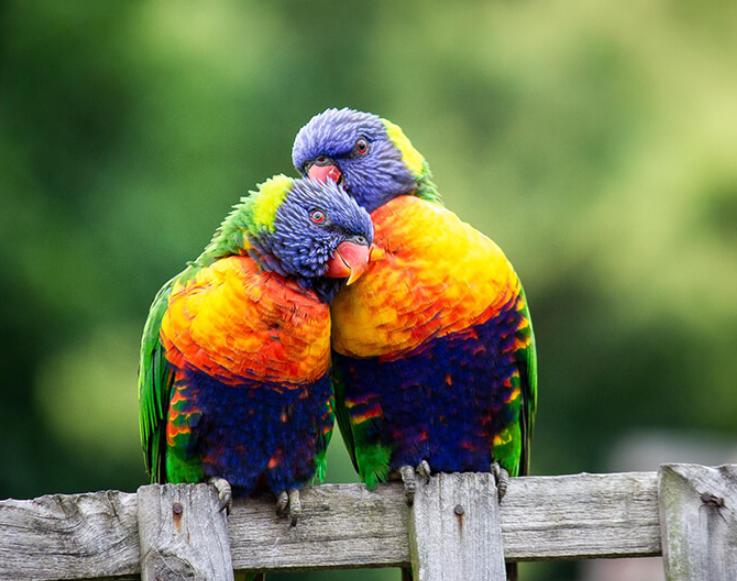 Chim Vẹt Úc – Loài Chim Cảnh Phổ Biến Và Gắn Bó Với Con Người