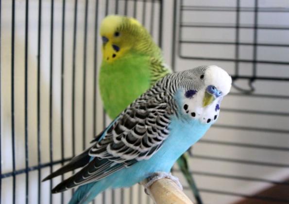 Chim Yến Phụng – Loài Chim Cảnh Hiền Lành Và Gắn Bó Với Con Người