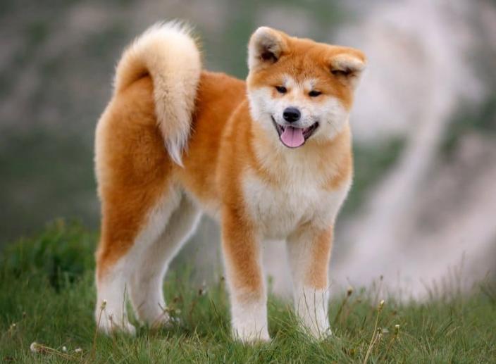 Chó Akita