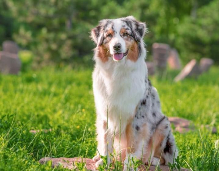Chó Australian Shepherd