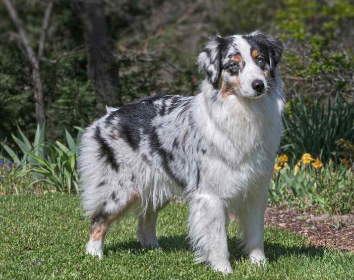 Chó Australian Shepherd