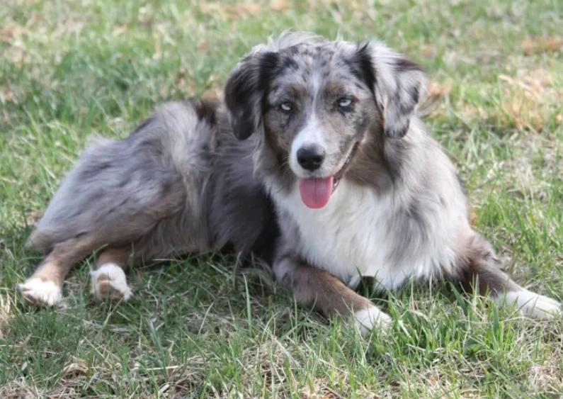 Chó Australian Shepherd