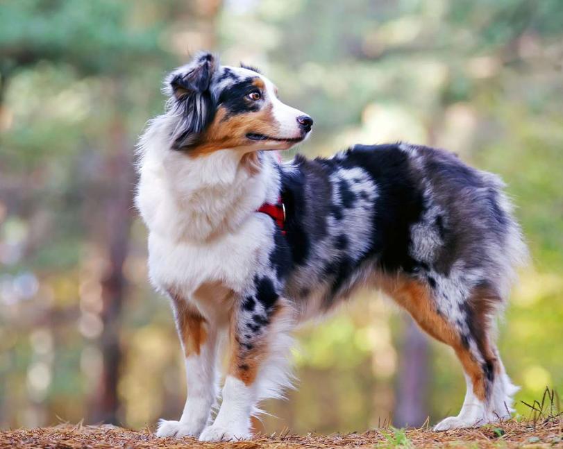 Chó Australian Shepherd