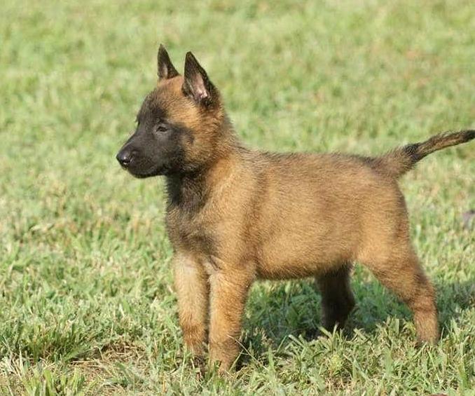 Chó Becgie Bỉ Malinois