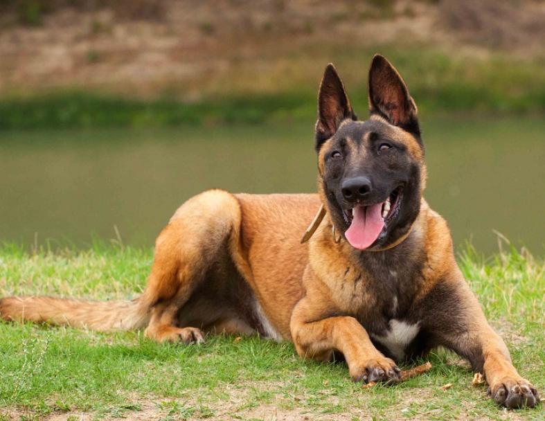 Chó Becgie Bỉ Malinois