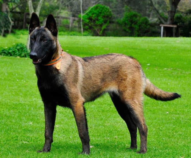 Chó Becgie Bỉ Malinois