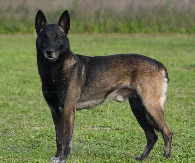 Chó Becgie Bỉ Malinois