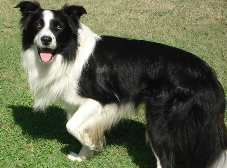 Chó Border Collie