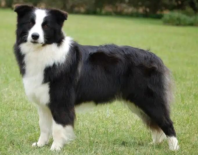 Chó Border Collie