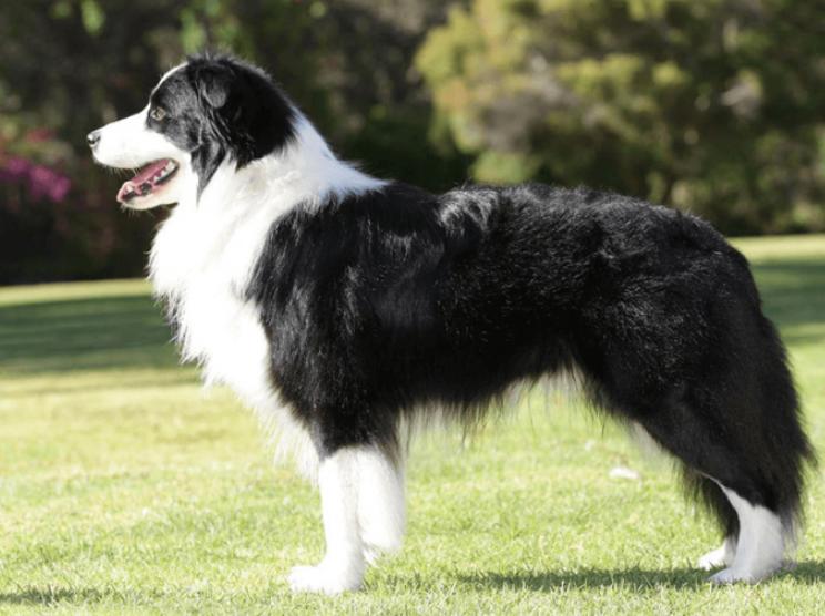 Chó Border Collie