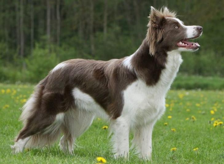 Chó Border Collie