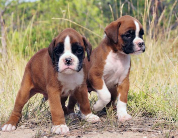 Chó Boxer