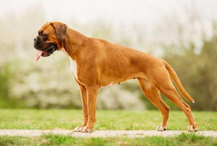 Chó Boxer