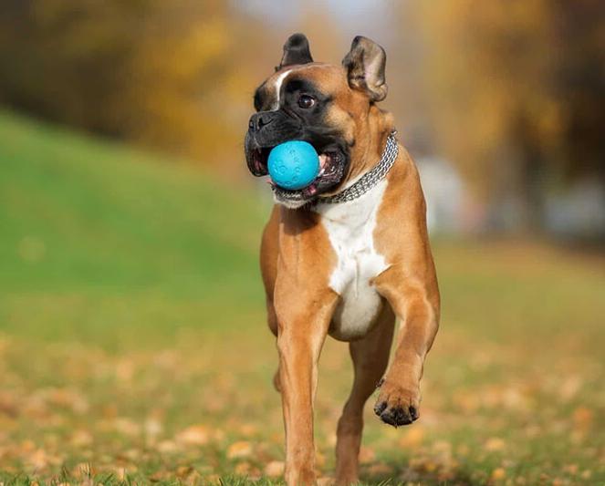 Chó Boxer
