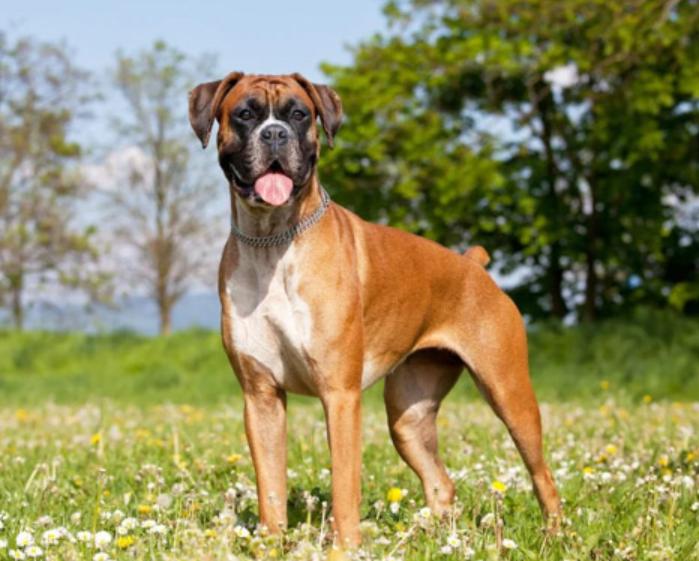 Chó Boxer
