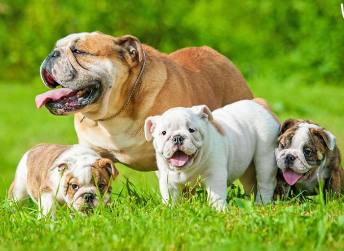 Chó Bulldog Anh