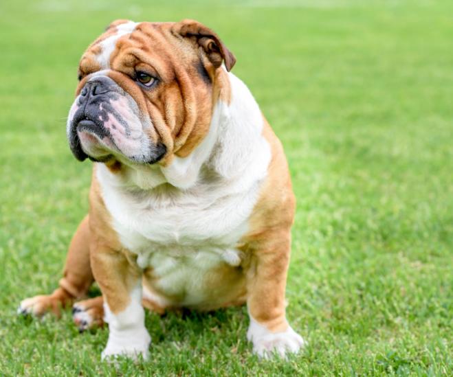 Chó Bulldog Anh