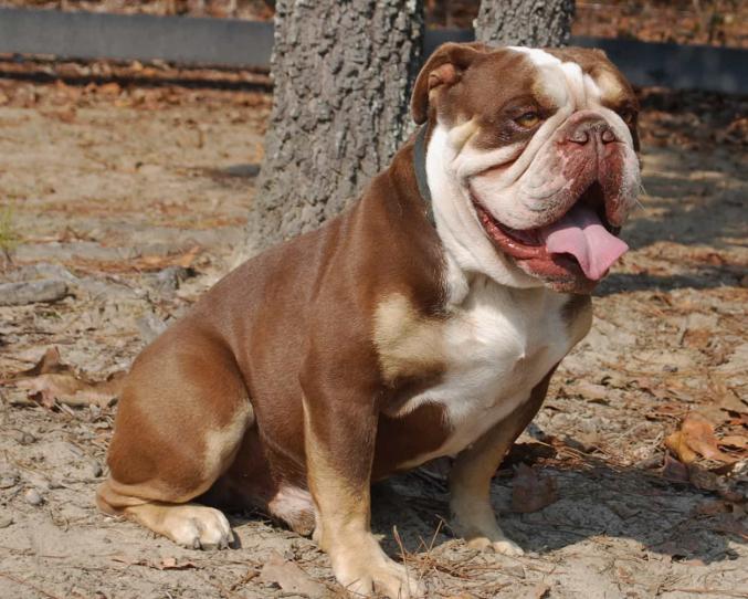 Chó Bulldog Anh