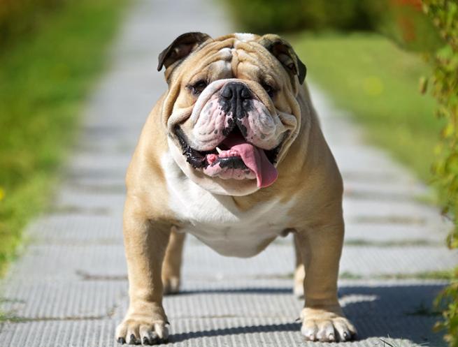 Chó Bulldog Anh